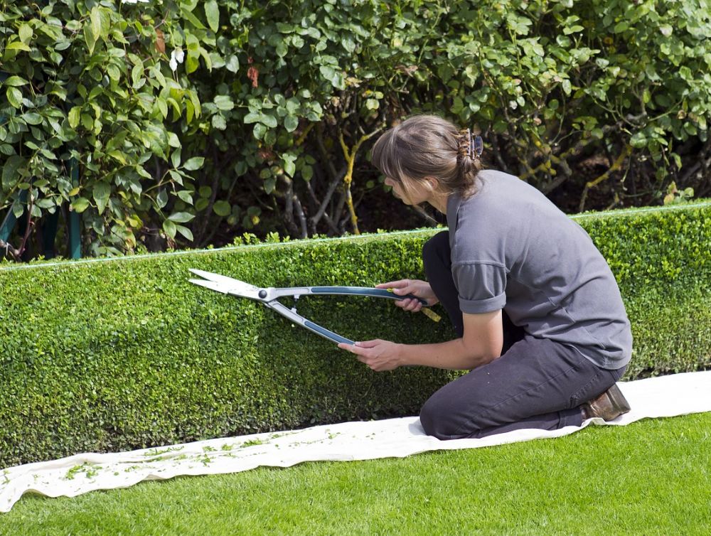 Comment bien entretenir ses haies de jardin ? 