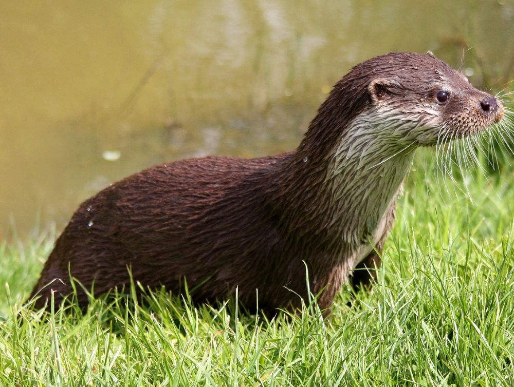 Une zone de préservation de la biodiversité à Saint-Jean-de-Monts