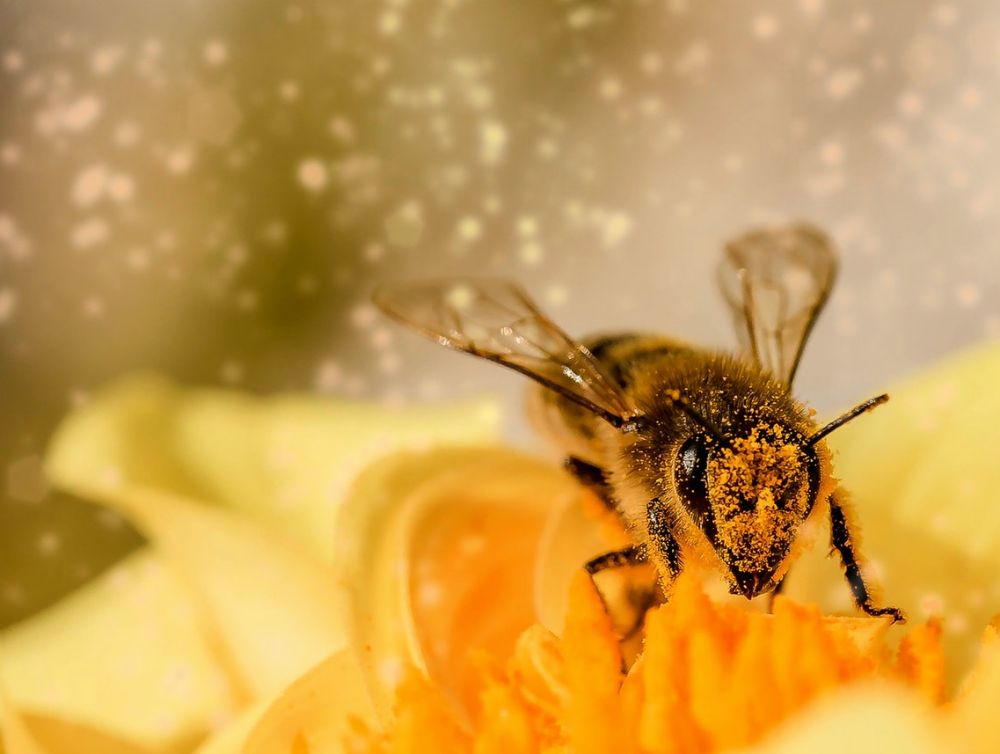 Actualité : Dans le 12e arrondissement de Paris, les abeilles s’invitent à Bercy Village