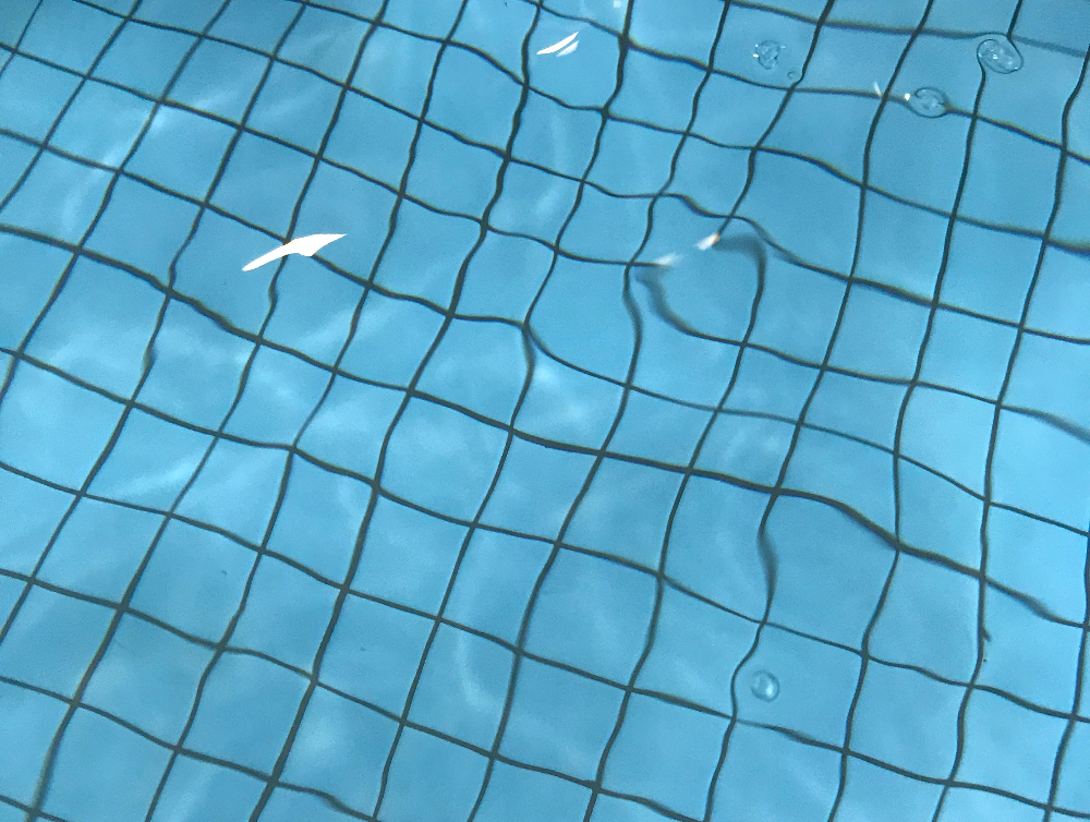 Actualité : La piscine Talleyrand réouvre ses portes le 27 février !