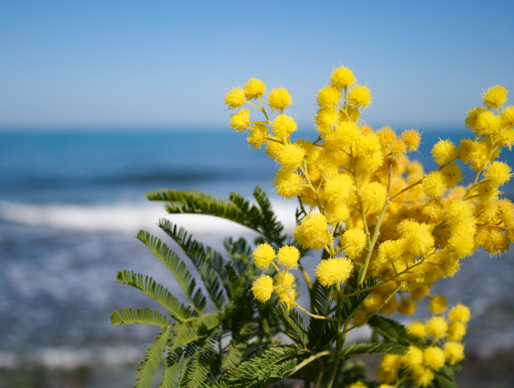 Prenez soin de votre mimosa avec nos services de jardinage à Nice