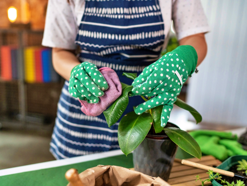 Actualité : Les astuces de nettoyage à Rueil pour les plantes d’intérieur