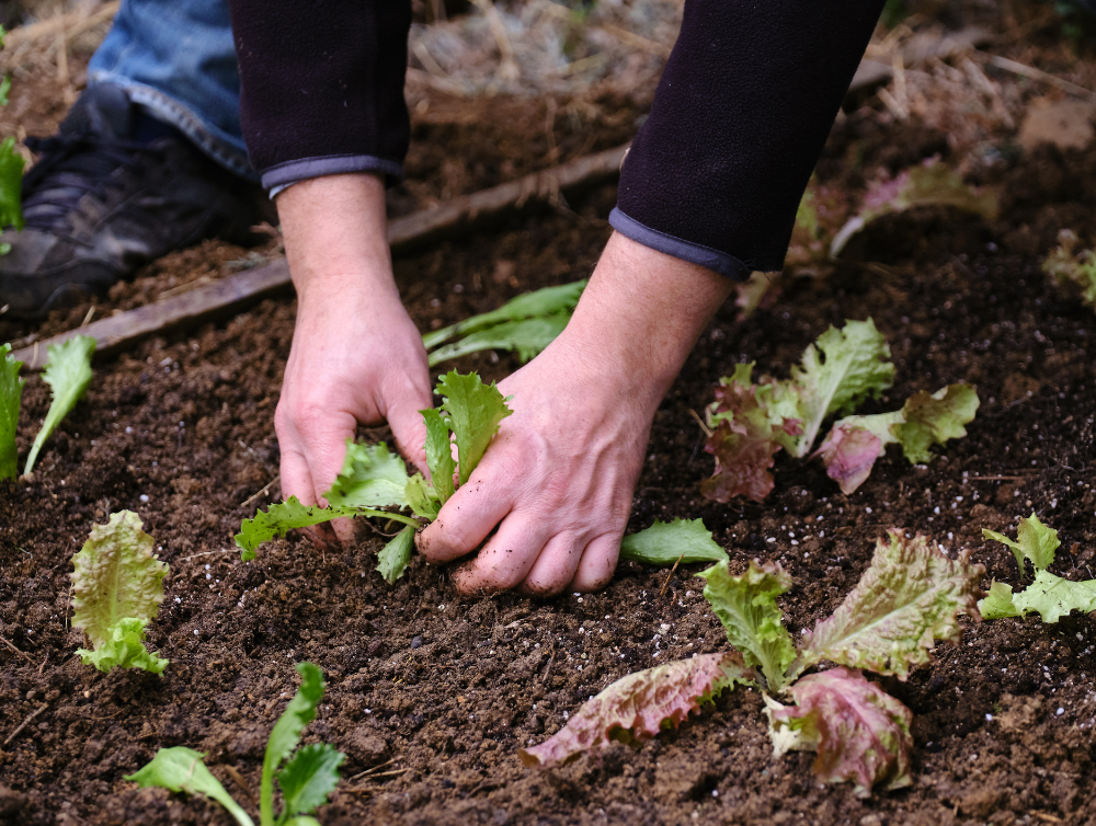 Actualité : Un coup de pouce pour l’entretien du jardin à La Chapelle-sur-Erdre