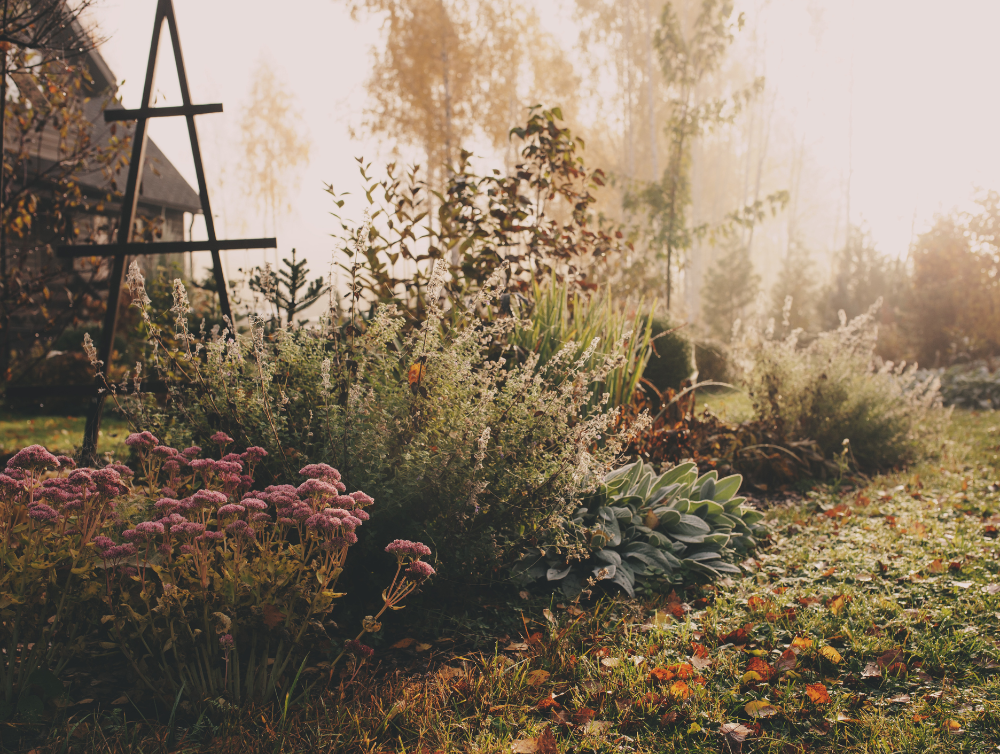 Photo de la dernière actualité - Que faire au jardin en novembre ? Préparez votre jardin pour l’hiver !