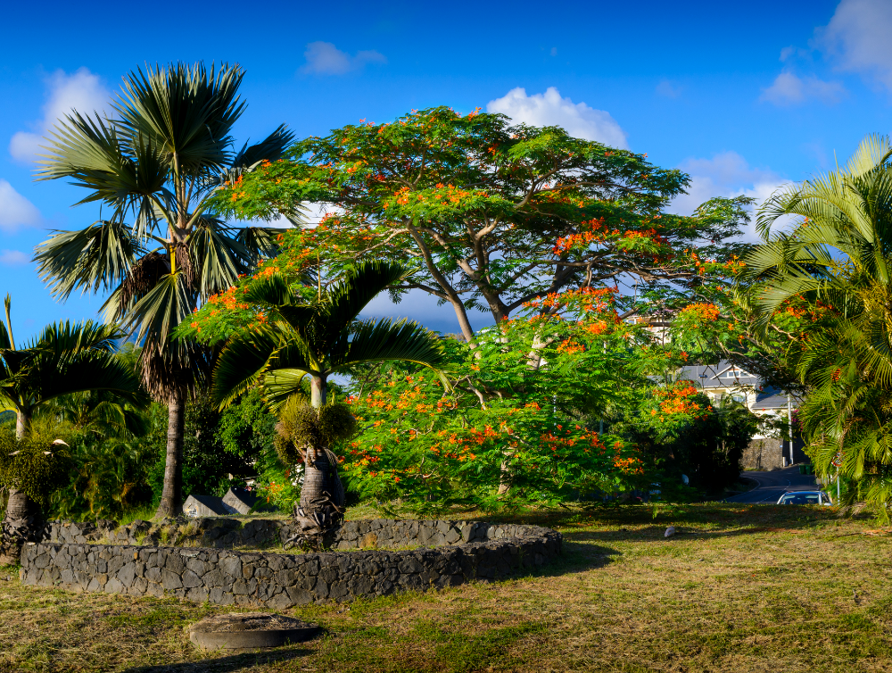 Actualité : Jardinage naturel à La Réunion : conseils pratiques pour l’été austral