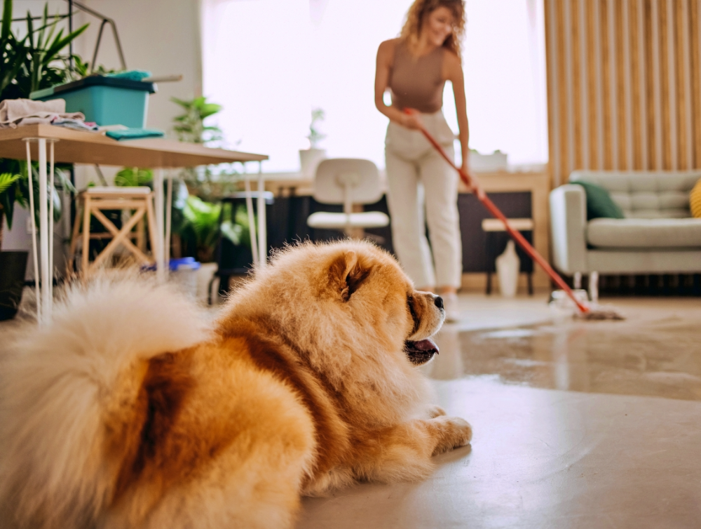 Actualité : Faire le ménage à Lorient quand on a un animal domestique