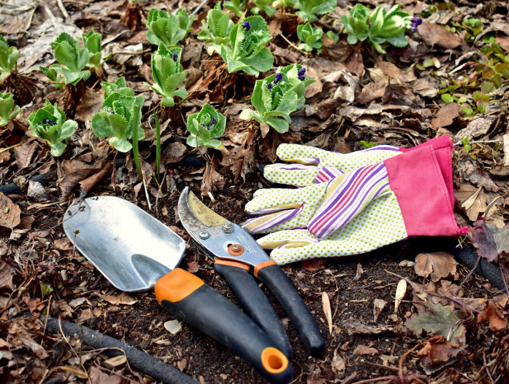 Photo de la dernière actualité - Comment réussir votre jardin en mai : fleurs, potager et entretien à Thonon