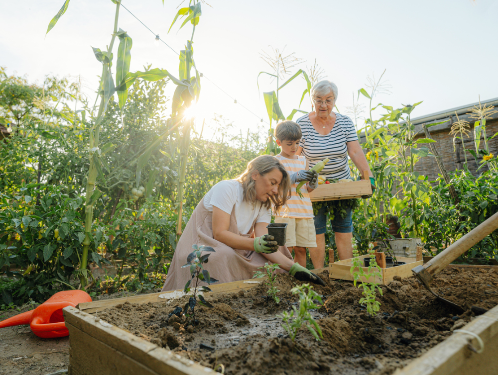 Actualité : Nos astuces pour protéger votre potager cet été en cas de Canicule.
