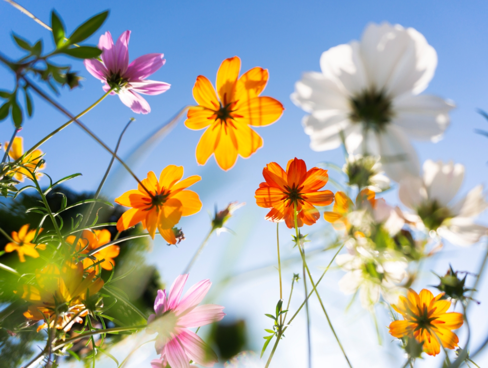 Photo de la dernière actualité - Les tâches incontournables du printemps pour un beau jardin
