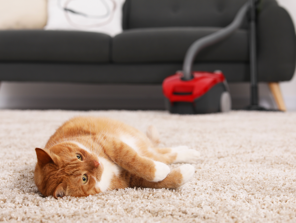 Photo de la dernière actualité - Adapter votre ménage, c’est essentiel si vous avez un chat !