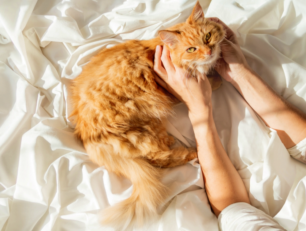 Photo de la dernière actualité - Un nettoyage complet et sûr pour en finir avec les poils d’animaux