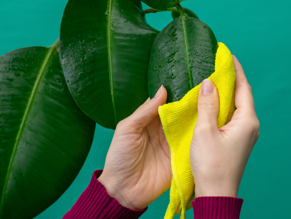 Actualité : Quelle méthode de ménage pour dépoussiérer vos plantes d’intérieur ?