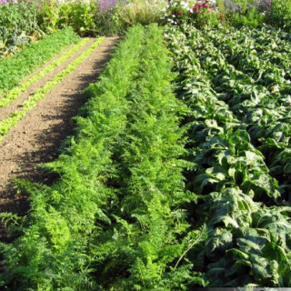 Image de l'actualité En mai, tous au potager !