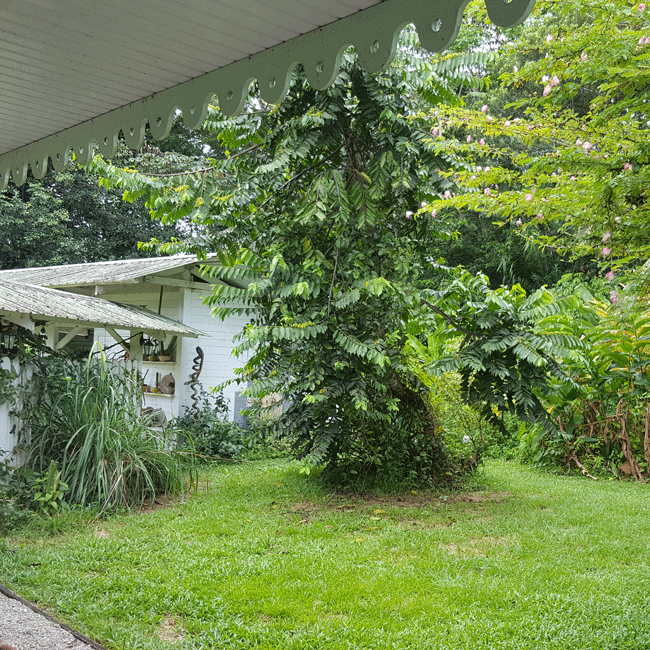 Image de l'actualité C'est ouvert - Jardinage à Cayenne