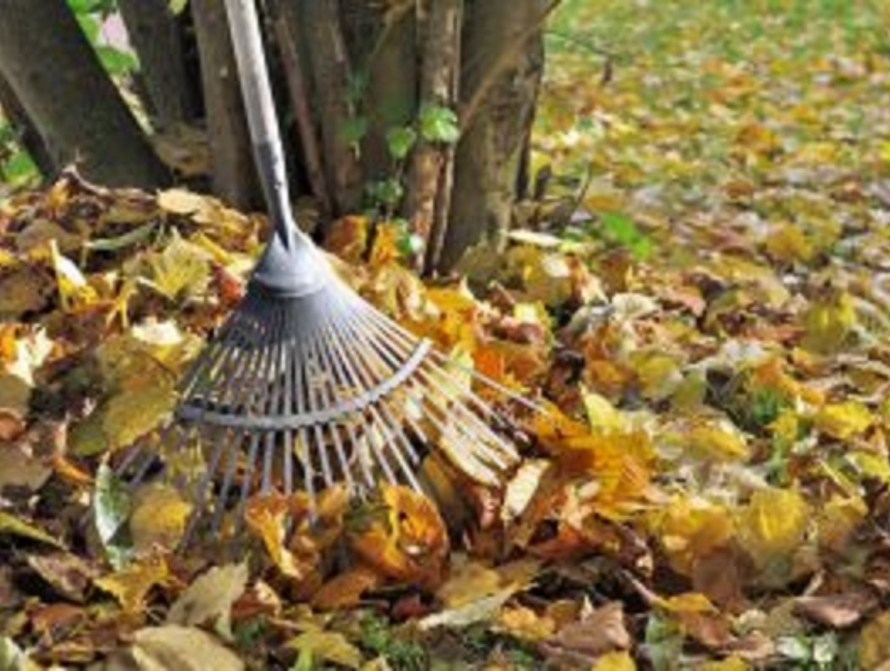 Les feuilles d'automne....Emportées par le vent......