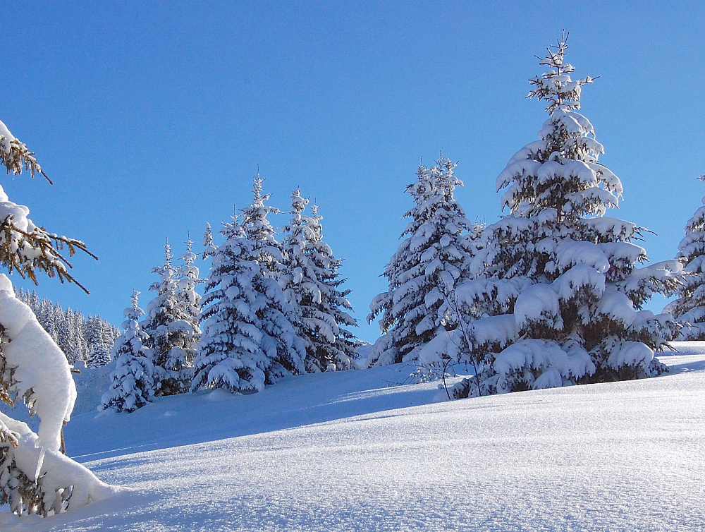 Image de l'actualité La neige est arrivée !