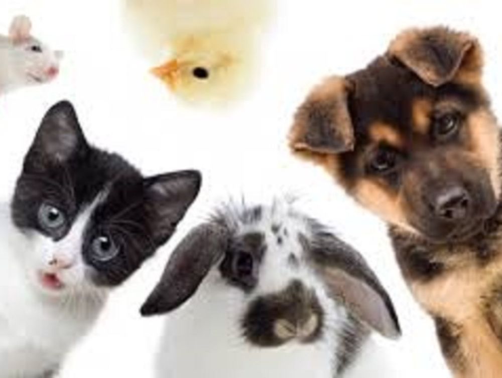 Service garde d'animaux !