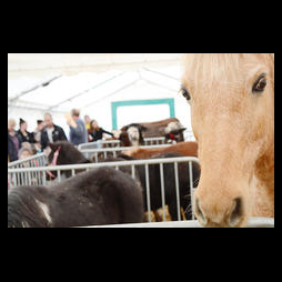 Image de l'actualité Mini Salon de l'agriculture le 05 et 6 novembre