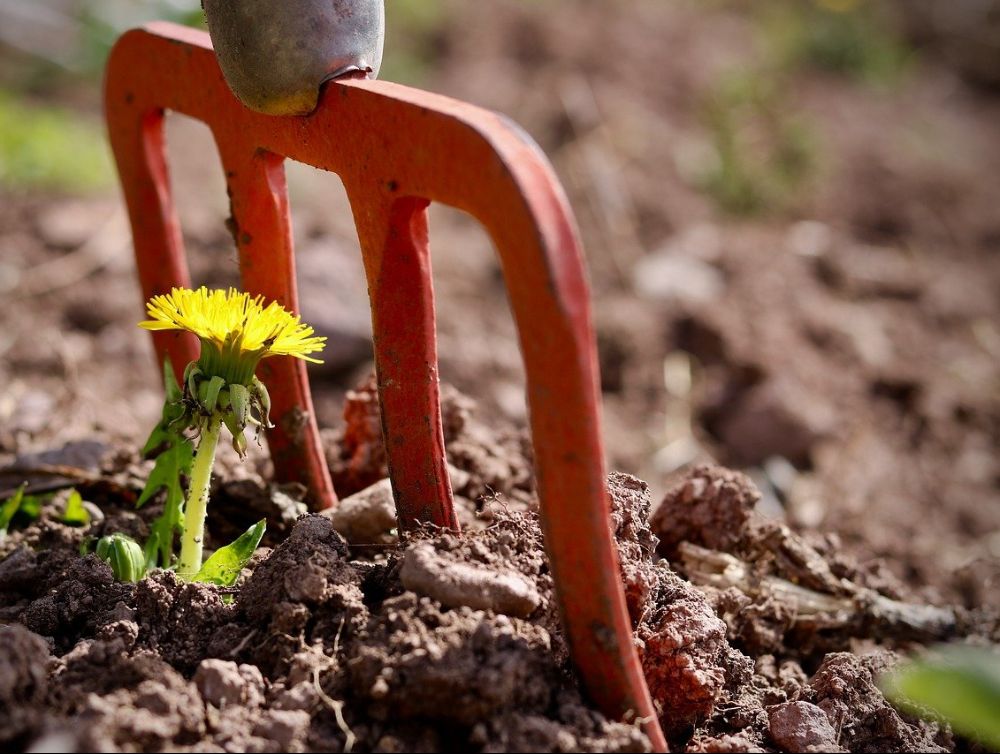 Image de l'actualité C’est le printemps ! Il est temps de vous occuper de votre jardin !