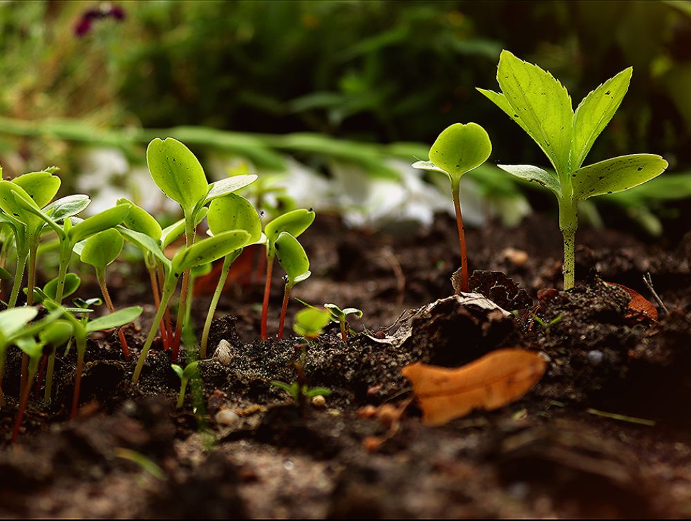 Image de l'actualité La permaculture au Campus Bougainville de Brie-Comte-Robert