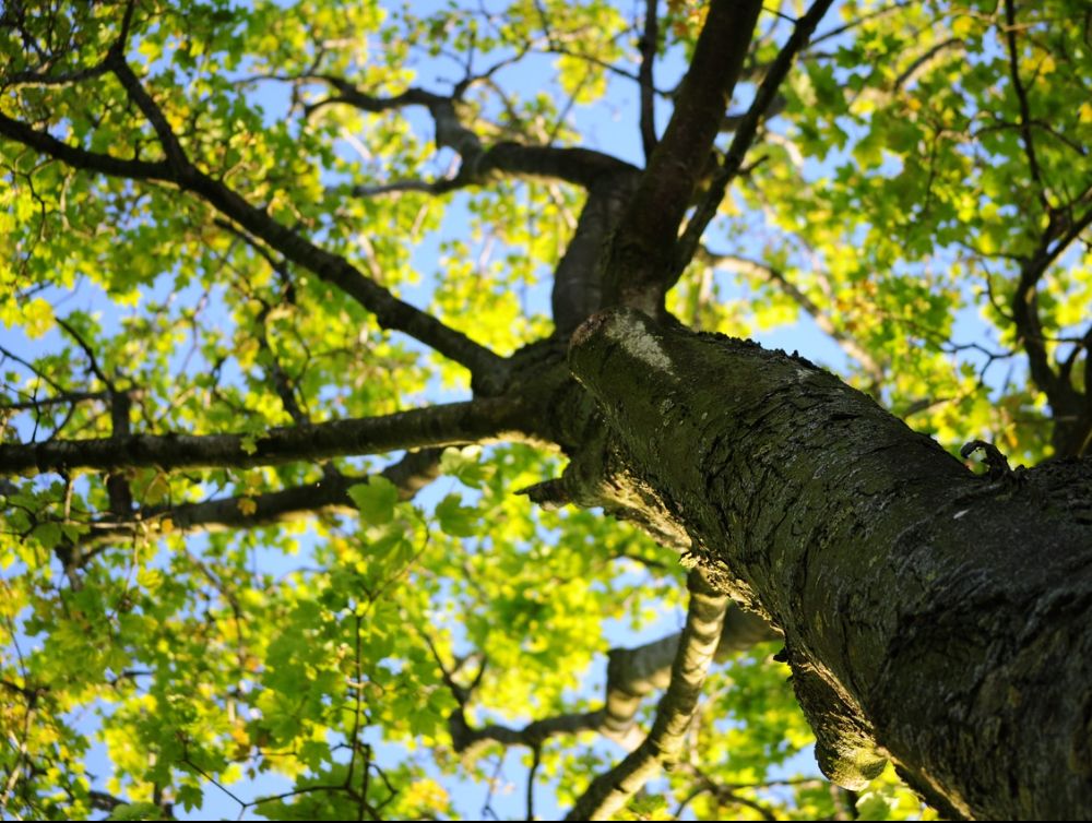 Image de l'actualité Des parcours pour (re)découvrir les arbres remarquables de Belfort !