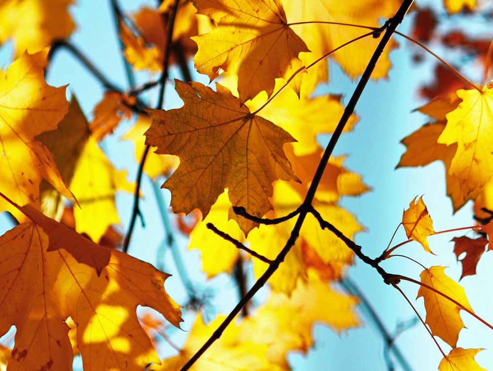 Automne : la saison du ramassage des feuilles mortes 