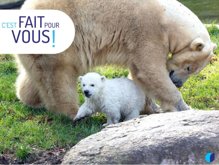 🦓 Des zèbres aux ours polaires, retour sur la naissance du Zoo de Mulhouse en 2021