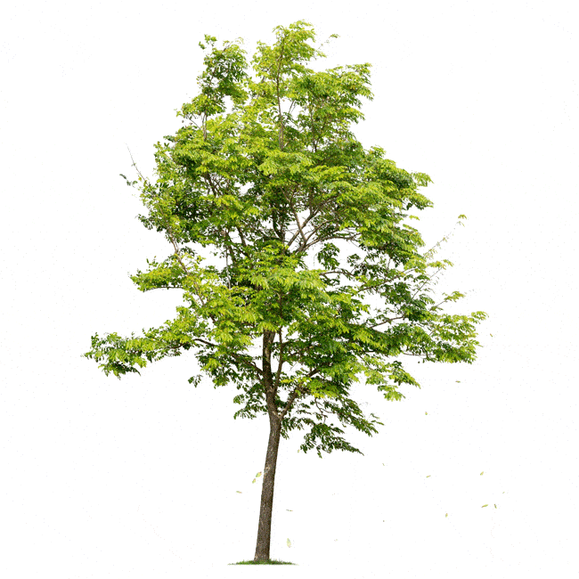 Arbre