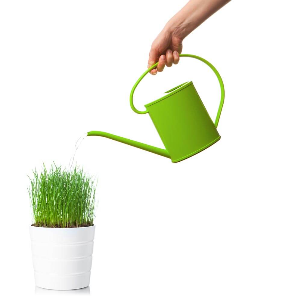 Arrosage plante