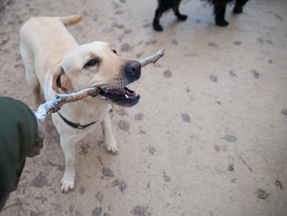 Image de l'actualité Un nouveau caniparc pour les chiens levalloisiens !