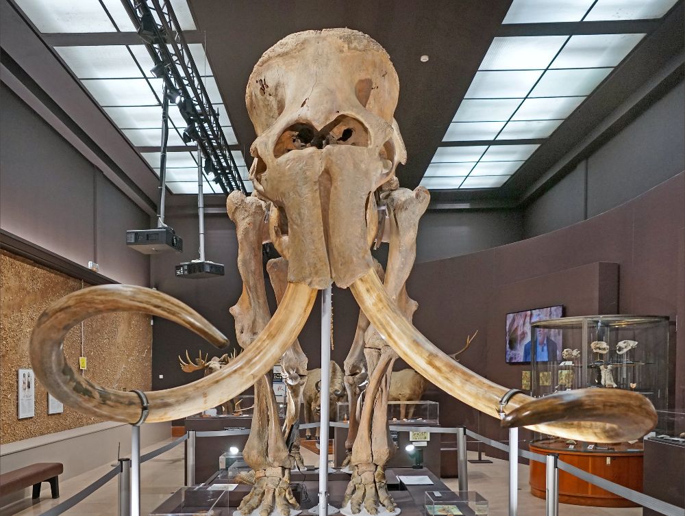 Image de l'actualité Exposition “Mammouths !” au Musée des Beaux-Arts de Chartres