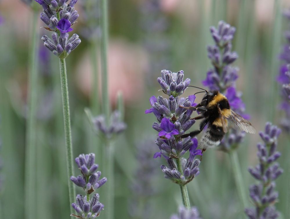 Image de l'actualité Lille : grande ville de France avec le plus de biodiversité 