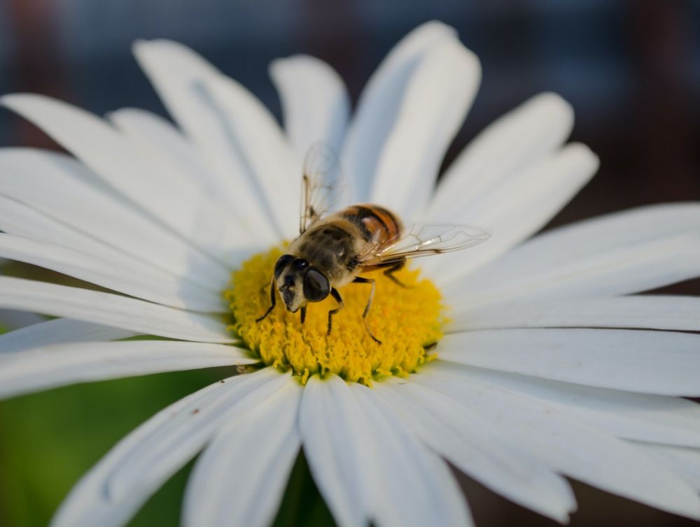 Gap fête le printemps ! 