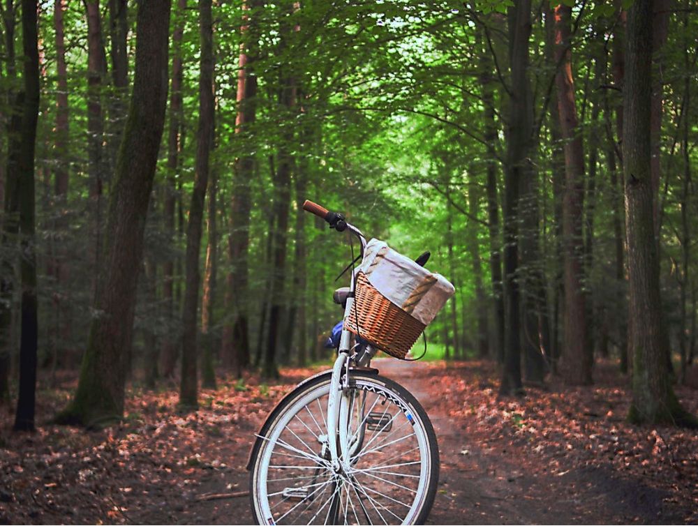 Image de l'actualité Découvrez la forêt de Saint-Germain-en-Laye à vélo !