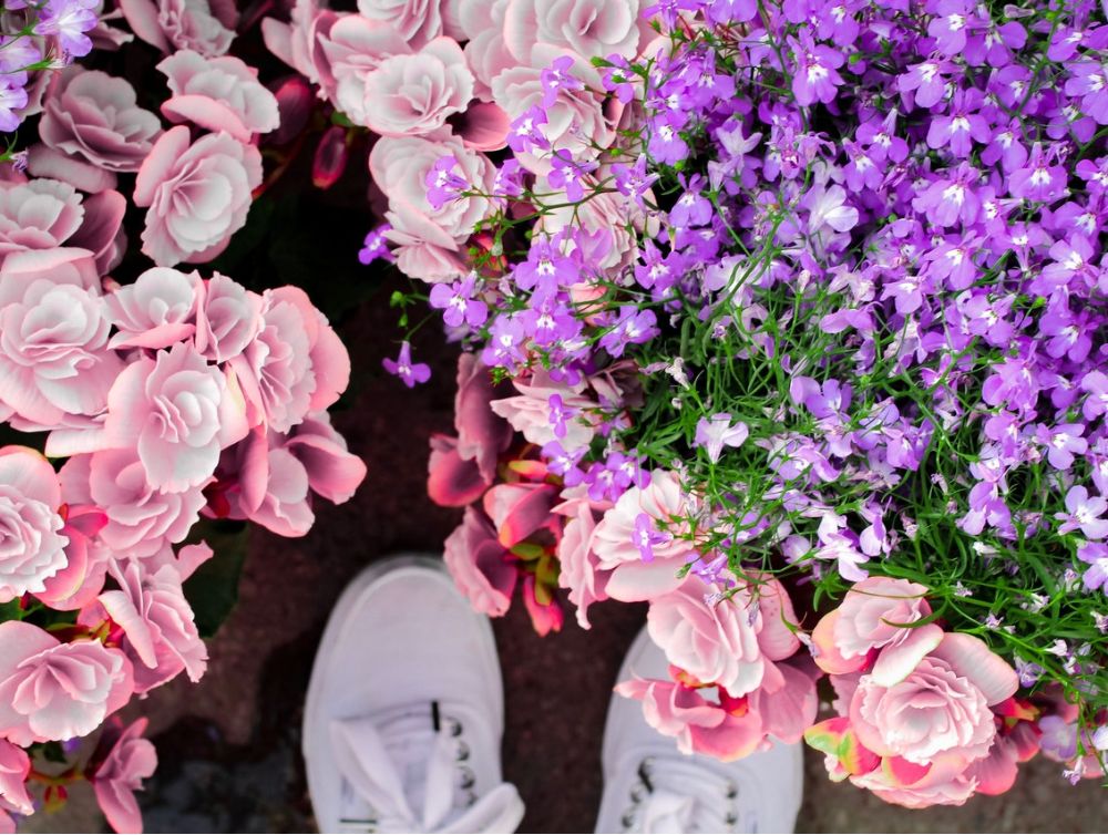 Image de l'actualité Préparez votre jardin ou balcon, “Bron en fleurs” fait son grand retour !