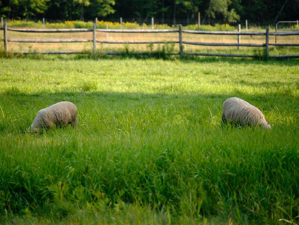 Mérignac : cet été, les moutons s’installent au parc de Bourran