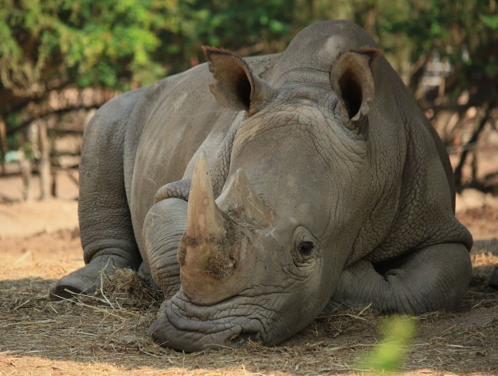 Image de l'actualité Paris Zoo Run : courir pour le rhinocéros blanc dans le 12e