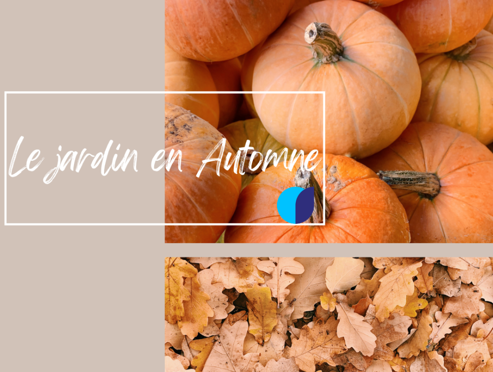 Image de l'actualité 🍂L’automne et le jardin !