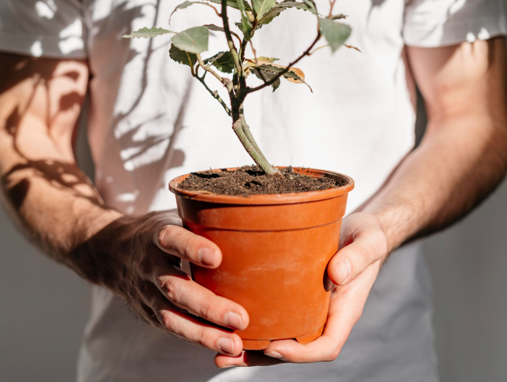 Image de l'actualité L’opération “Adopte un arbre” revient à Sainte-Geneviève-des-Bois