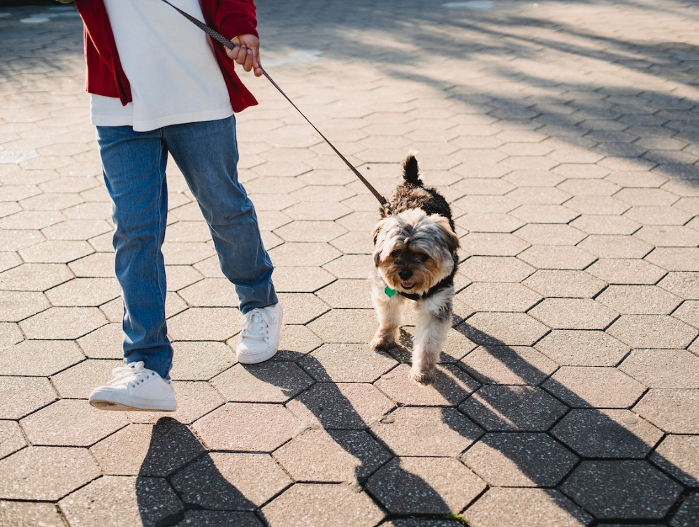 Garçon promenant son chien dans une rue piétonne