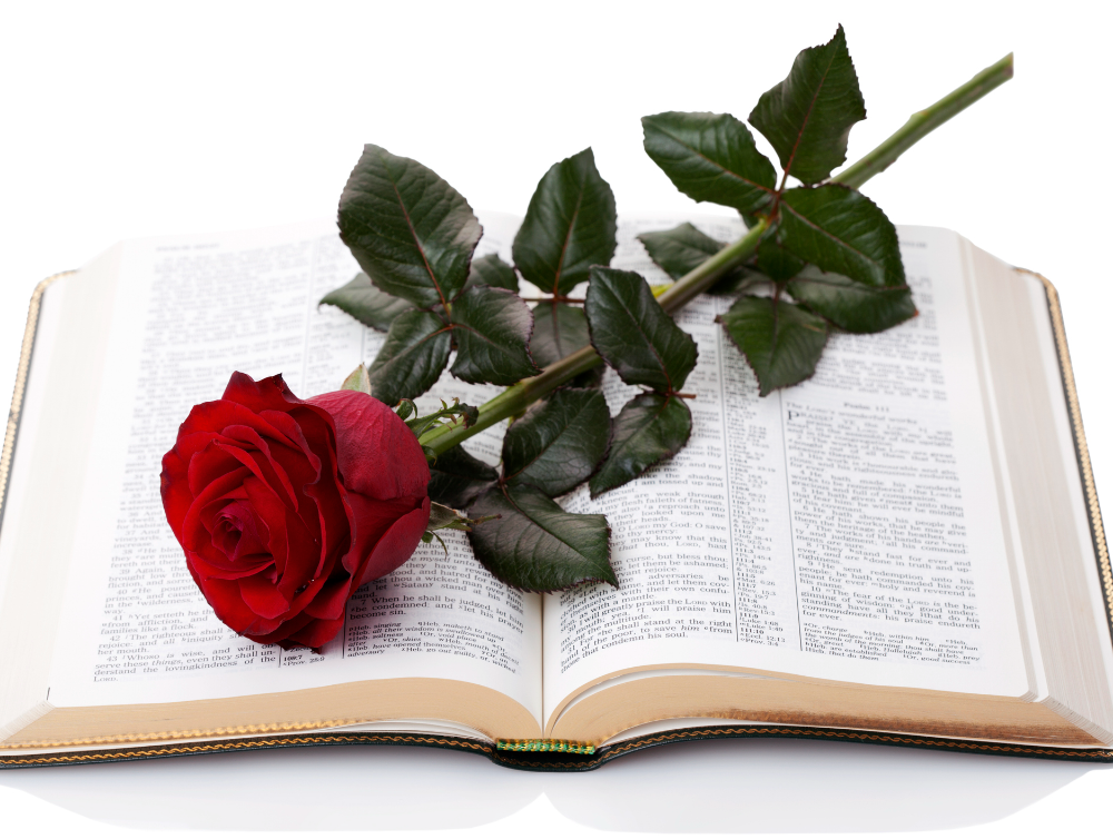 Bible et rose