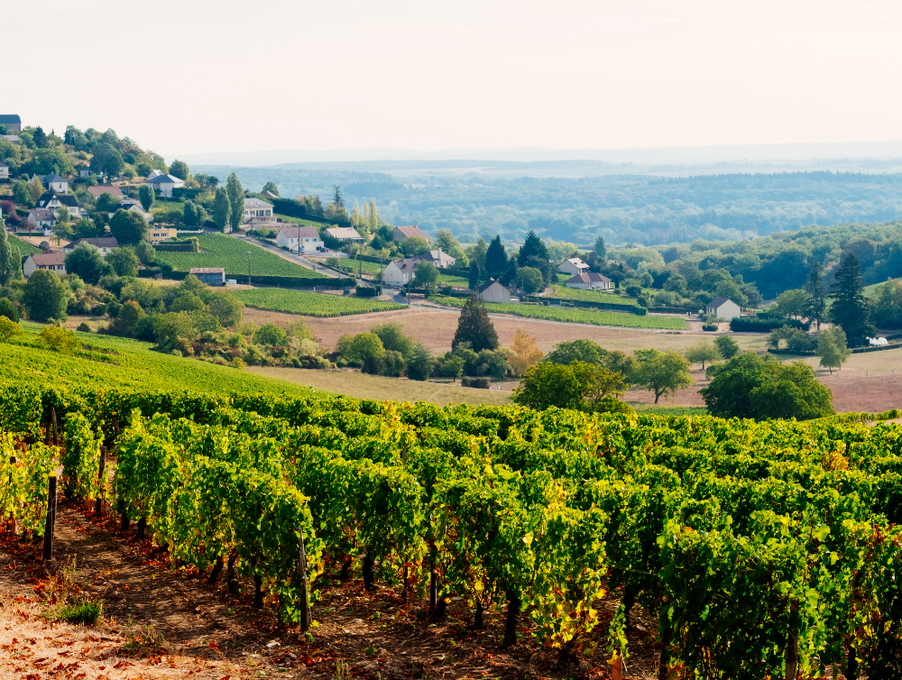 Vignobles à Sancerre, Loire Valley, France