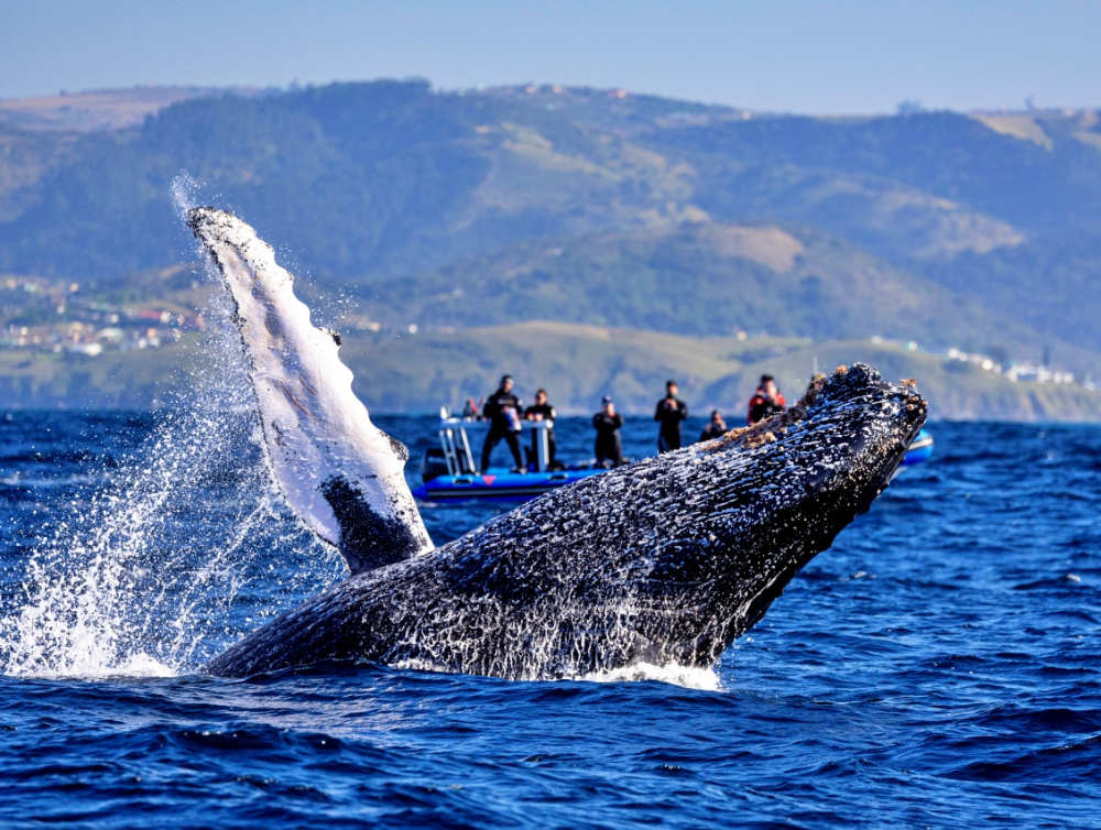 Image de l'actualité Les baleines sont de retour dans l’ouest de La Réunion !