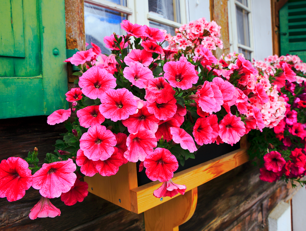 Image de l'actualité Embellir Palaiseau avec un concours de balcons et jardins fleuris