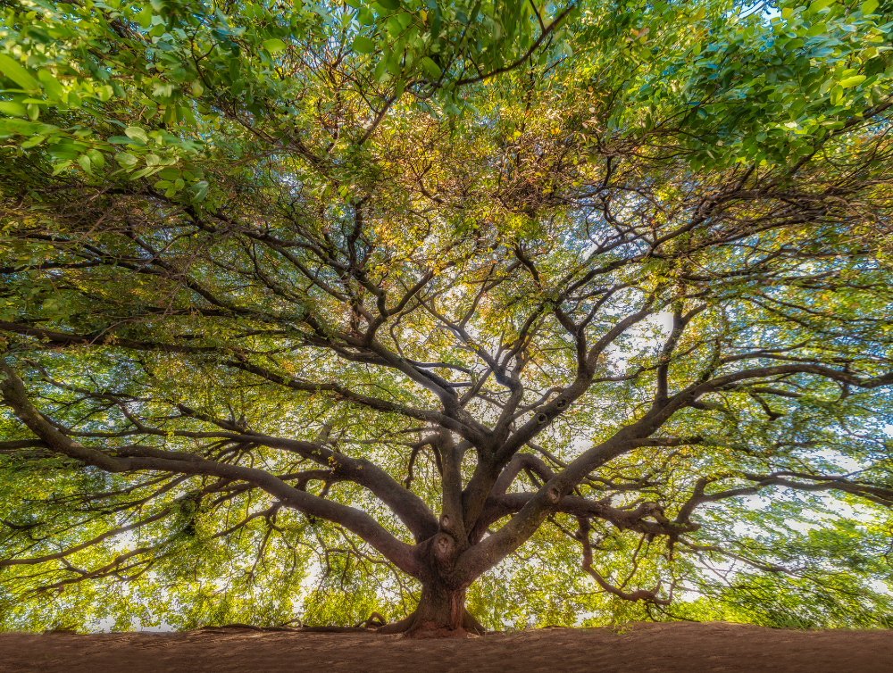 Un arbre remarquable avec notre entretien de jardin à La Chapelle-sur-Erdre