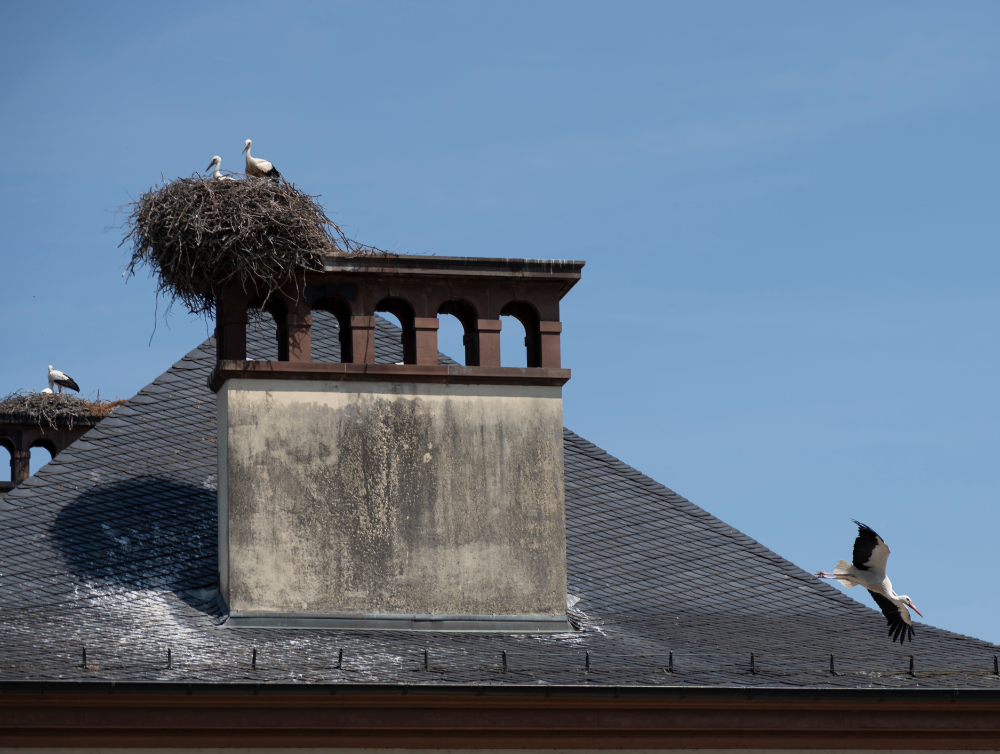 Image de l'actualité A quoi va ressembler l'ancien zoo de l'Orangerie à Strasbourg ?