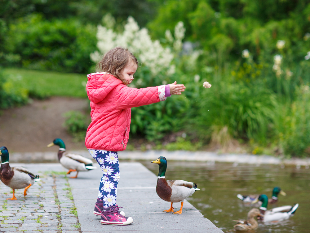 Image de l'actualité Brunoy invite ses habitant·es à ne plus nourrir les canards avec du pain