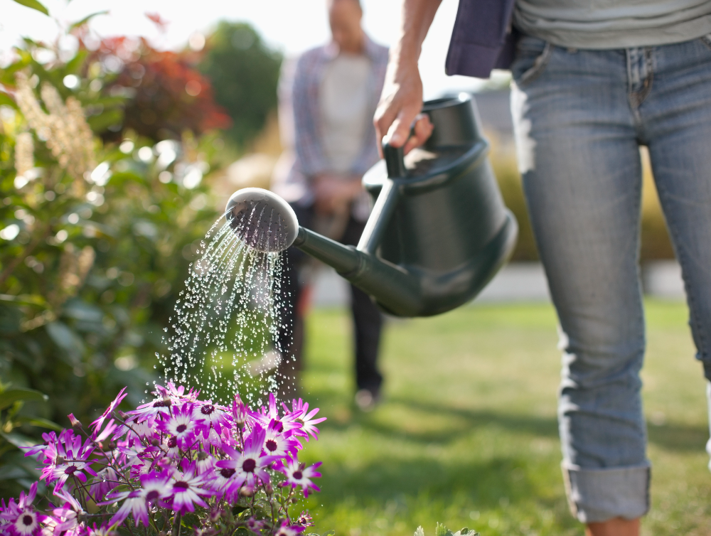 Image de l'actualité Que faire en période estivale dans son jardin et dans votre potager?