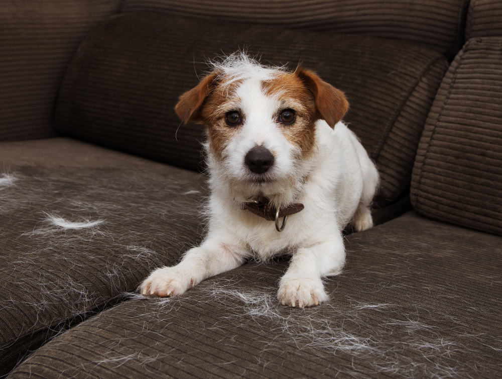 Image de l'actualité Comment nettoyer les poils d'animaux de compagnie efficacement