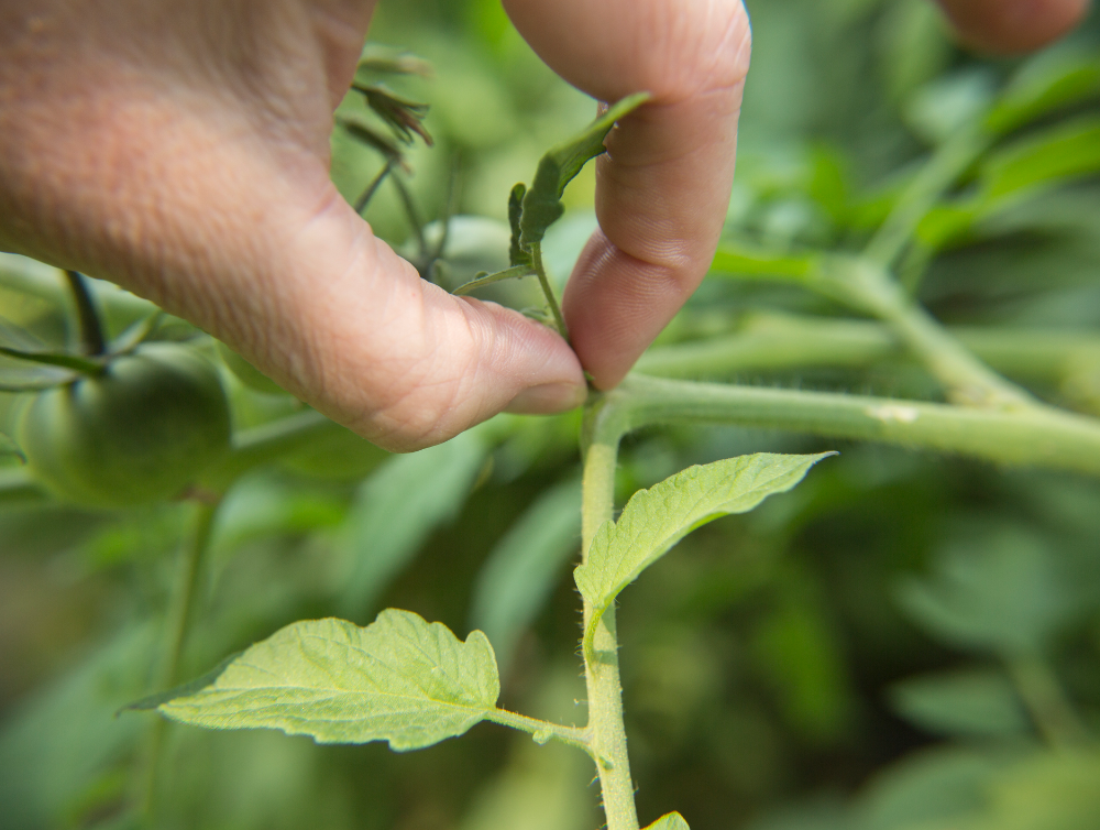 Image de l'actualité Conseils jardinage à Carquefou : la taille des gourmands